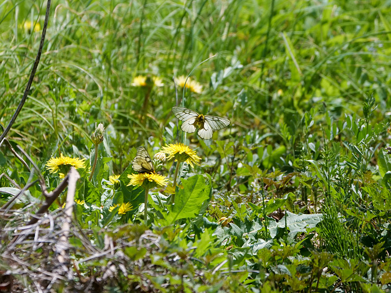 ホソオチョウ＆ウスバシロチョウ発生確認_f0199866_19353662.jpg