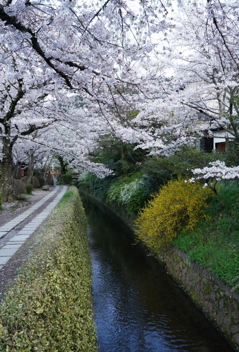 京都桜開花状況 4月2日 哲学の道 Turfに魅せられて 写真紀行 京都桜開花状況 4月2日 哲学の道 Turfに魅せられて 写真紀行