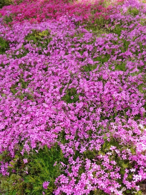 芝桜_c0162773_20125701.jpg