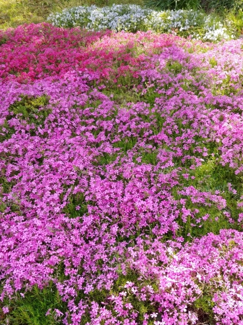 芝桜_c0162773_20150078.jpg