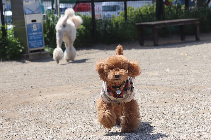 ちょいと豊川市まで・・・。_b0111376_15374439.jpg