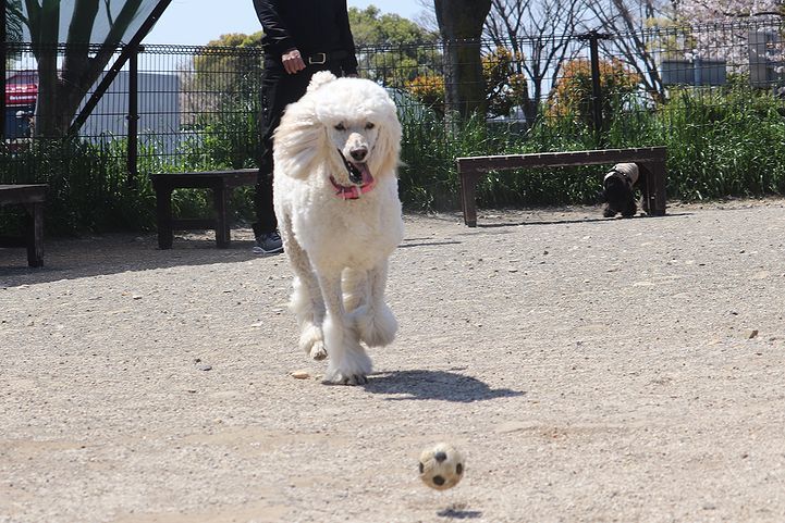 ちょいと豊川市まで・・・。_b0111376_15413386.jpg