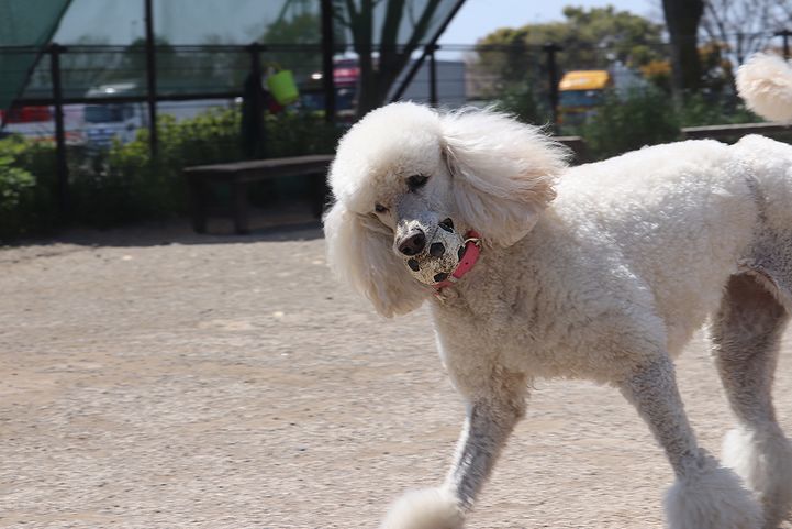 ちょいと豊川市まで・・・。_b0111376_15430340.jpg