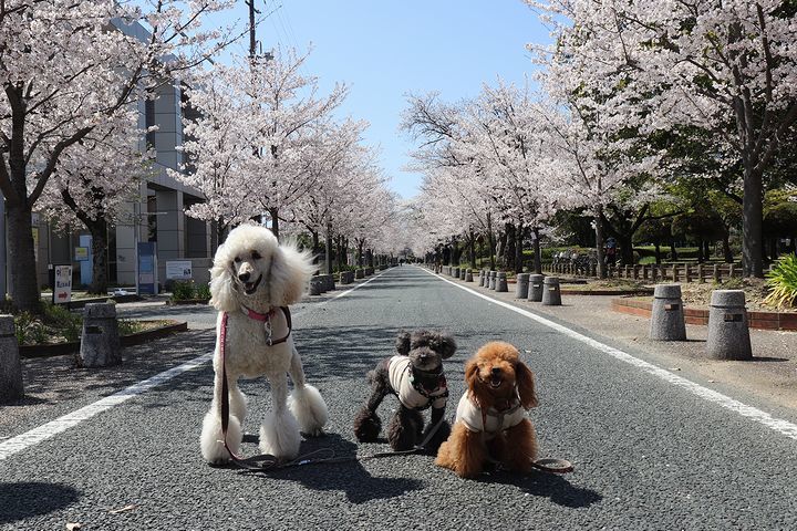 ちょいと豊川市まで・・・。_b0111376_15445638.jpg