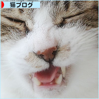山盛りのちゅ~る_a0389088_07583479.jpg