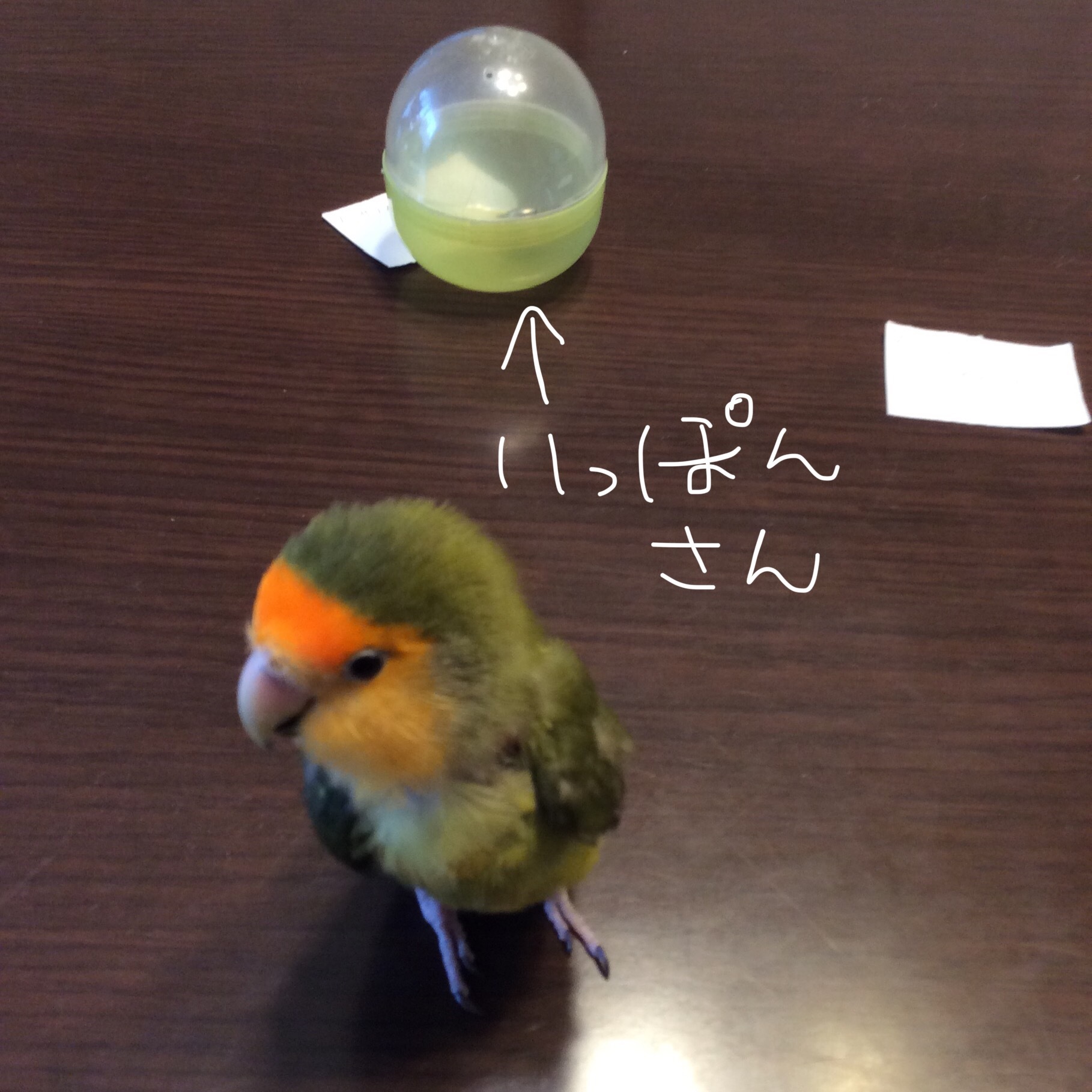 ひな人形とはし置き通販、抽選発表です!_d0123492_08415586.jpeg