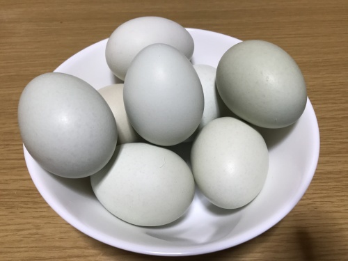 アロウカナの玉子 東洋堂治療院 漢方 自然薬 東洋堂 アロウカナの玉子 東洋堂治療院 漢方 自然薬 東洋堂
