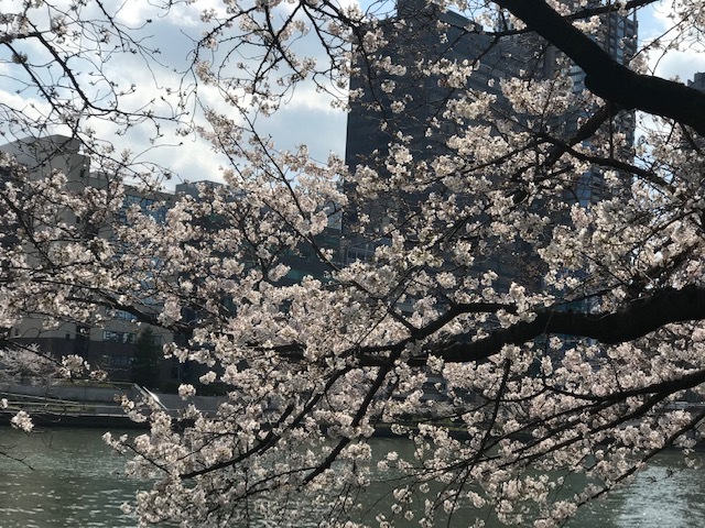 毎日桜。_a0050302_23560088.jpg