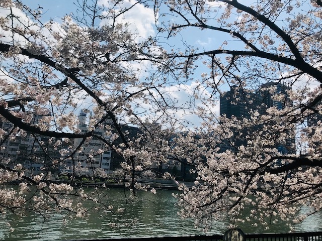 毎日桜。_a0050302_23560725.jpg