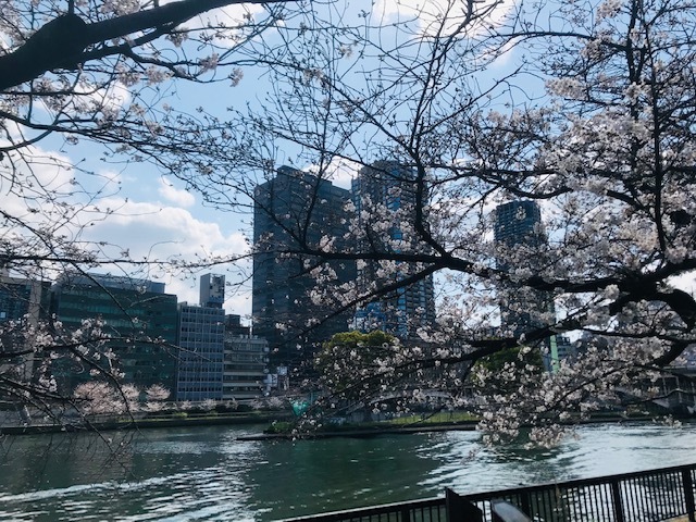 毎日桜。_a0050302_23561545.jpg