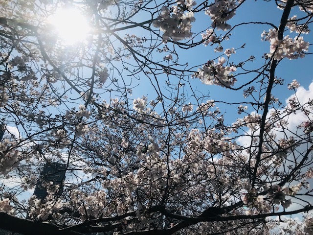 毎日桜。_a0050302_23562222.jpg