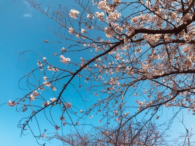 毎日桜。_a0050302_23570169.jpg