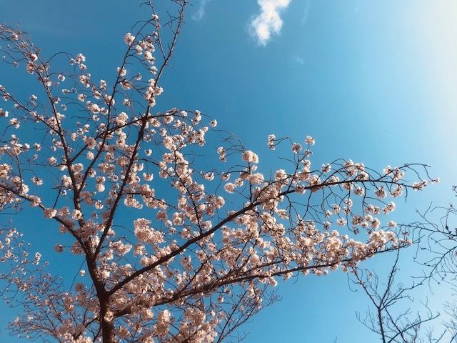 毎日桜。_a0050302_23570973.jpg