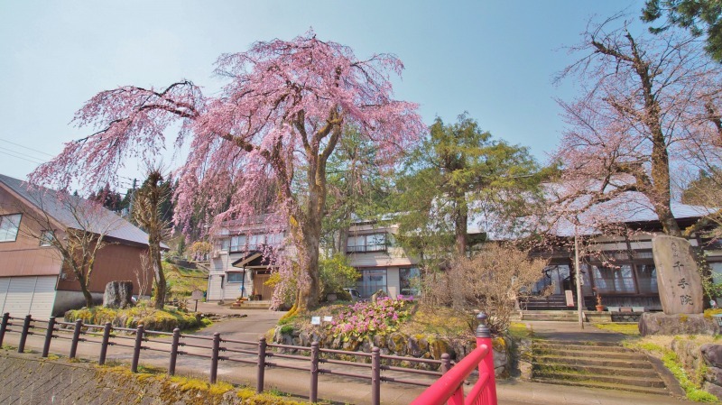 千手院の枝垂れ桜 ②_c0336902_20313792.jpg