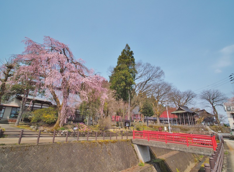 千手院の枝垂れ桜　②_c0336902_20314122.jpg