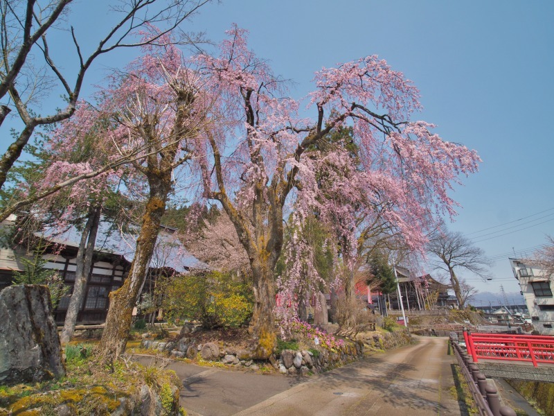 千手院の枝垂れ桜 ②_c0336902_20314583.jpg