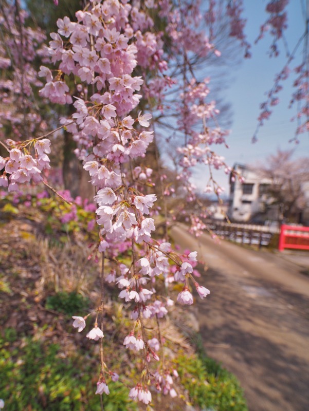 千手院の枝垂れ桜 ②_c0336902_20314972.jpg