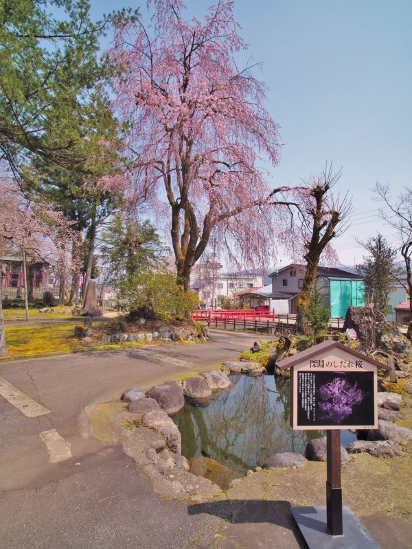 千手院の枝垂れ桜 ②_c0336902_20315449.jpg