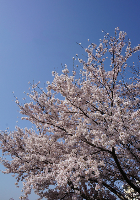 桜_d0321904_16554856.jpg