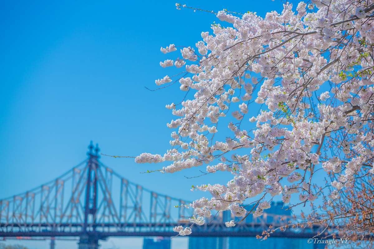 Remember \"Spring in New York 2019\" Vol.4_a0274805_00533245.jpg