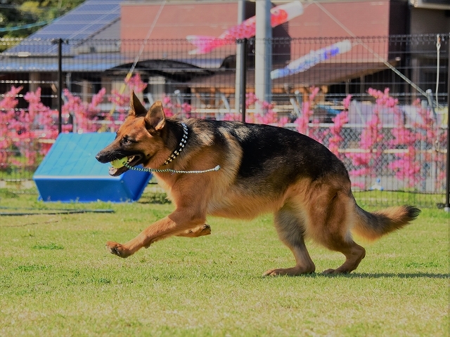 うーむ、似てるかなあ?_d0360206_01520148.jpg
