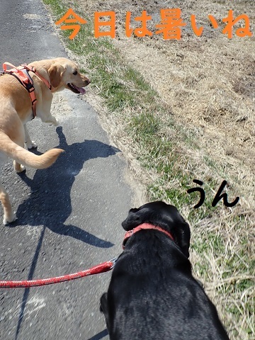 先が見えぬ臨時休校。_c0182012_13060744.jpg