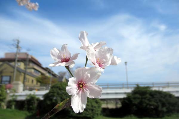 桜満開　鴨川中流_e0048413_21594835.jpg