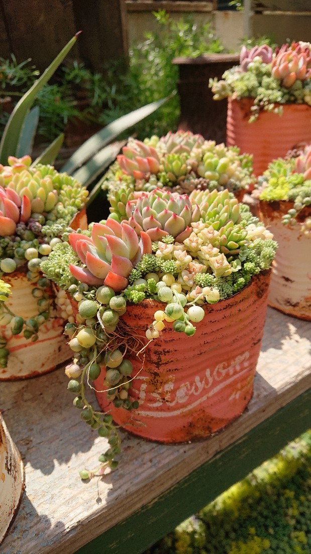 植え替えの目安とレッスンするはずだった寄せ植え Kurumisucculent S Blog くるみのたにく 植え替えの目安とレッスンするはずだった寄せ植え Kurumisucculent S Blog くるみのたにく