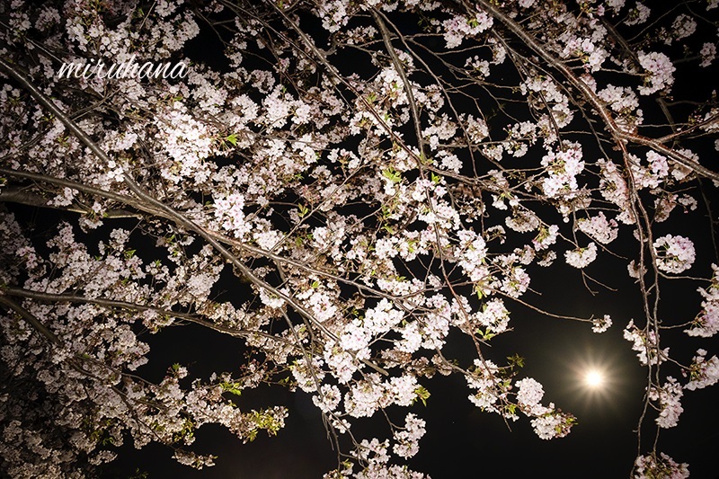 夜桜×スーパームーン_c0037519_04374975.jpg