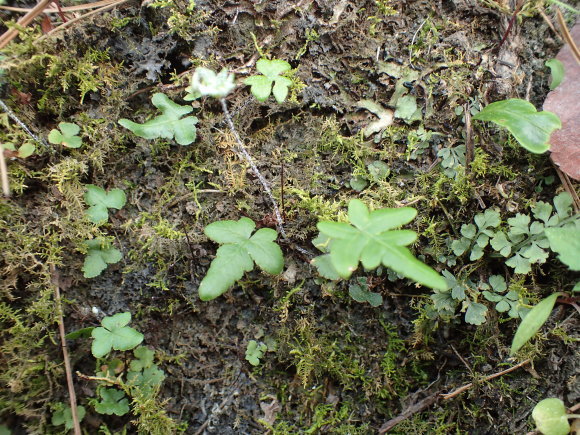 Drynaria roosii ハカマウラボシ 沖縄県産増殖株 熱帯植物 着生