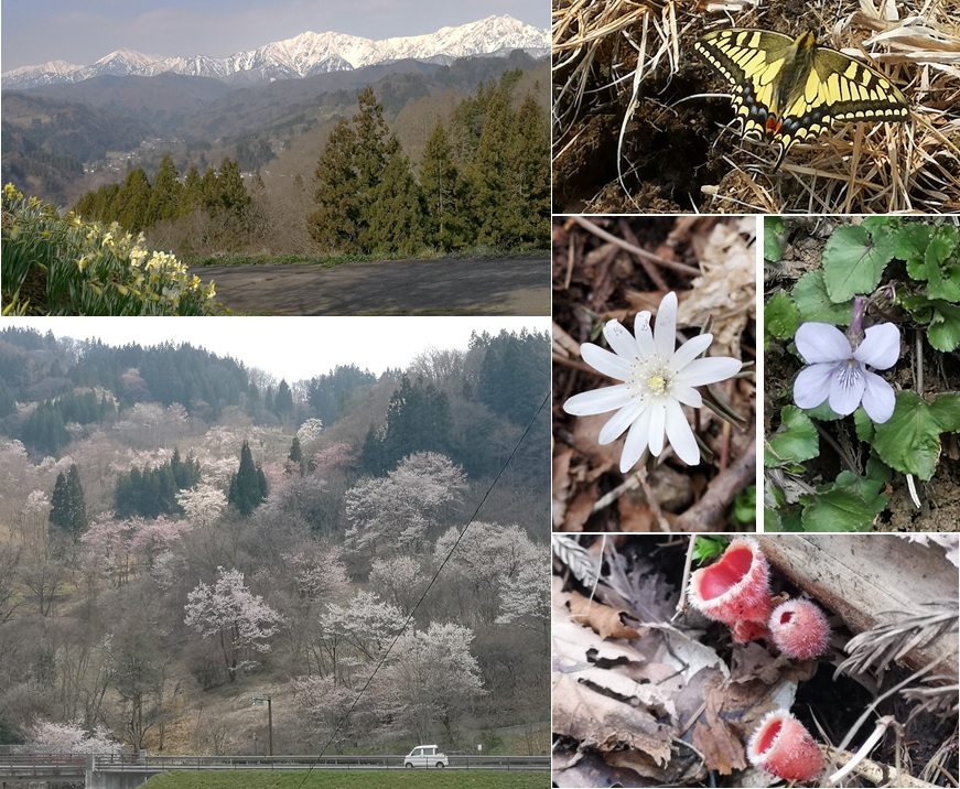 山の桜と春の動き_a0212730_19362204.jpg