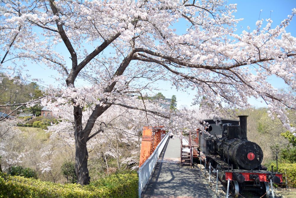 尾西鉄道1号機関車付近のソメイヨシノ 2020年_e0373930_22260446.jpg