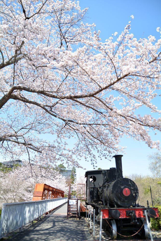 尾西鉄道1号機関車付近のソメイヨシノ 2020年_e0373930_22260468.jpg