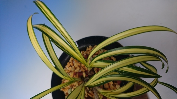 日本春蘭 金閣宝 : 蘭万園日記