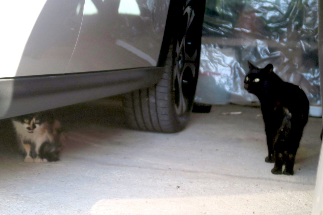 念願の新車は子猫の隠れ場所、悩んだ末にシトロエン_f0234936_7593123.jpg