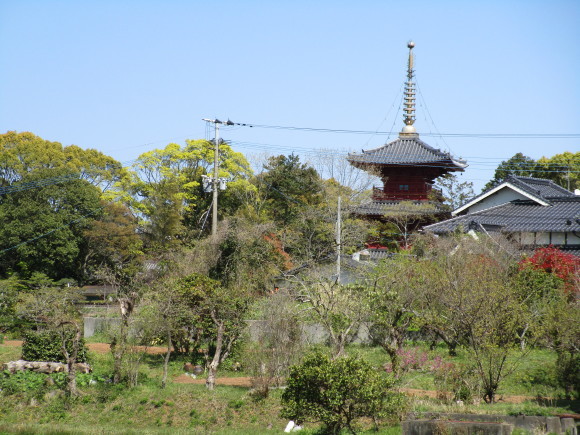 豊前国分寺跡のクスの若葉_a0237545_00573778.jpg