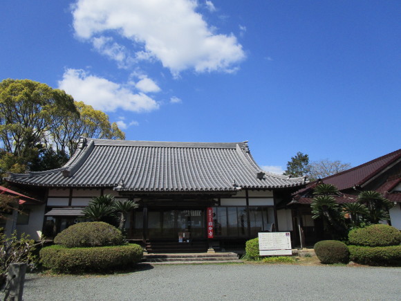 豊前国分寺跡のクスの若葉_a0237545_01060963.jpg