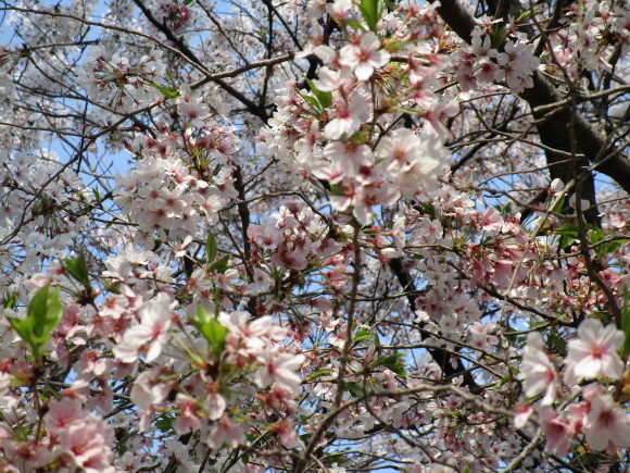 名神大社・箱崎八幡宮のクスと桜と_a0237545_16363740.jpg