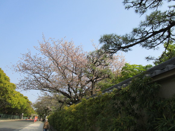 名神大社・箱崎八幡宮のクスと桜と_a0237545_16432556.jpg