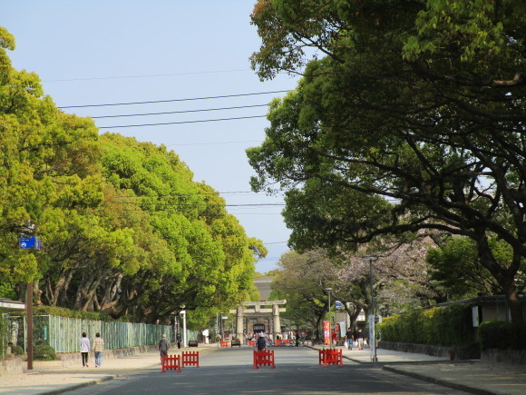 名神大社・箱崎八幡宮のクスと桜と_a0237545_16472360.jpg