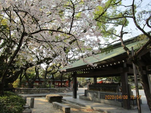 名神大社・箱崎八幡宮のクスと桜と_a0237545_16495903.jpg