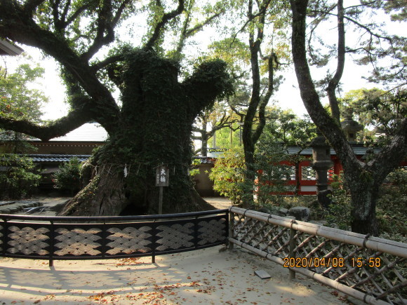 名神大社・箱崎八幡宮のクスと桜と_a0237545_16514372.jpg