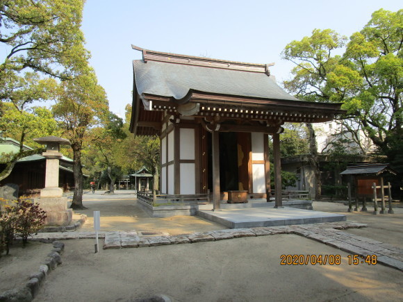 名神大社・箱崎八幡宮のクスと桜と_a0237545_16534161.jpg
