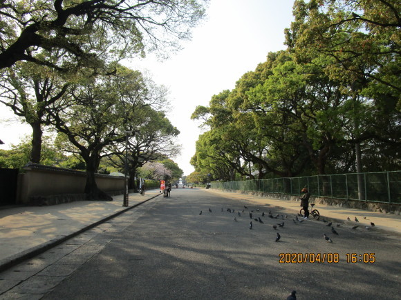 名神大社・箱崎八幡宮のクスと桜と_a0237545_16564924.jpg