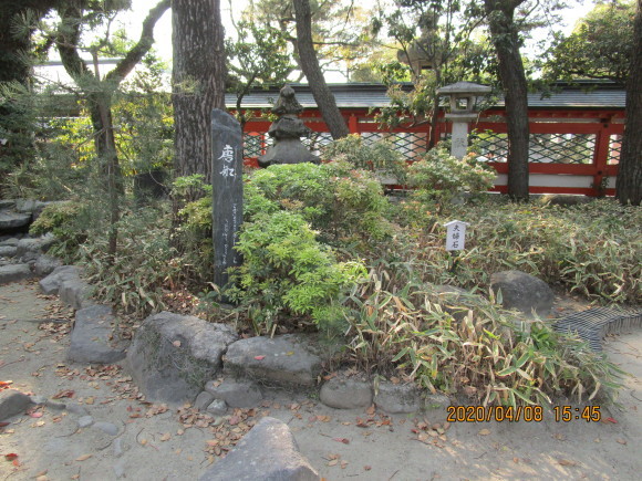 名神大社・箱崎八幡宮のクスと桜と_a0237545_17131587.jpg