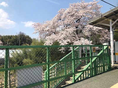 桃の花・車窓から_f0019247_16322036.jpg