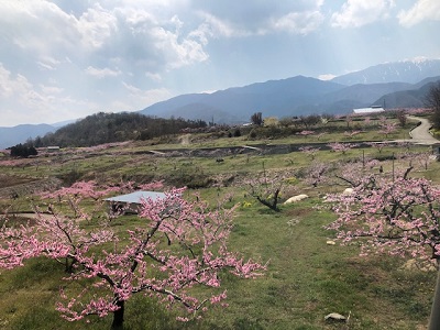 桃の花・車窓から_f0019247_1633377.jpg