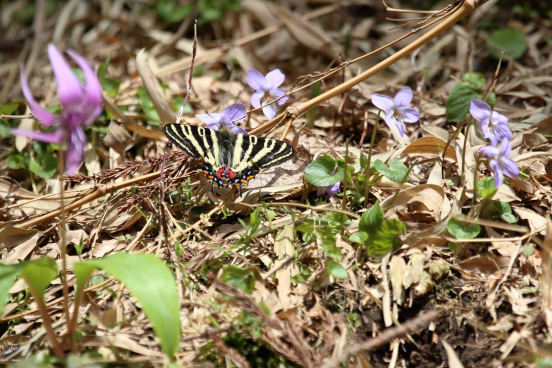 スミレにギフチョウ_e0403850_21282150.jpg