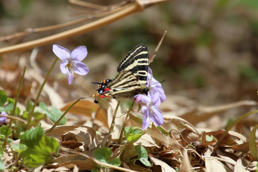 スミレにギフチョウ_e0403850_21283056.jpg