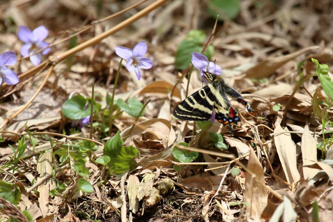 スミレにギフチョウ_e0403850_21284800.jpg